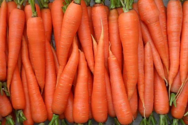 carrots