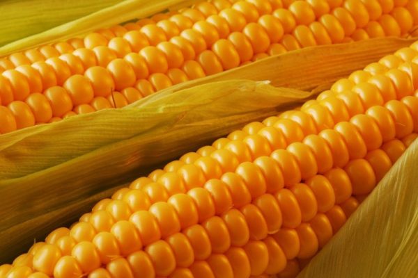 maize