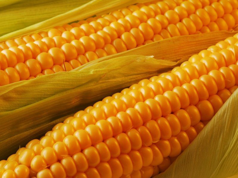 maize